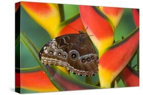 Blue Morpho Butterfly sitting on tropical Heliconia flowers-Darrell Gulin-Stretched Canvas