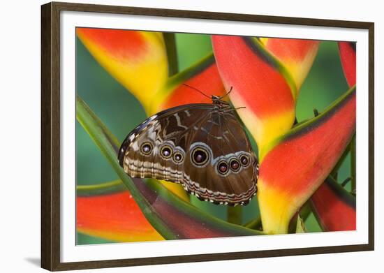 Blue Morpho Butterfly sitting on tropical Heliconia flowers-Darrell Gulin-Framed Photographic Print