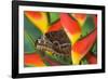 Blue Morpho Butterfly sitting on tropical Heliconia flowers-Darrell Gulin-Framed Photographic Print