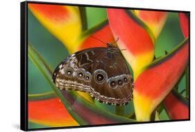 Blue Morpho Butterfly sitting on tropical Heliconia flowers-Darrell Gulin-Framed Stretched Canvas