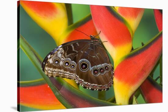 Blue Morpho Butterfly sitting on tropical Heliconia flowers-Darrell Gulin-Stretched Canvas