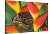 Blue Morpho Butterfly sitting on tropical Heliconia flowers-Darrell Gulin-Stretched Canvas