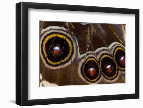 Blue Morpho Butterfly wings closed and macro showing eye spots-Darrell Gulin-Framed Photographic Print