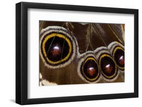 Blue Morpho Butterfly wings closed and macro showing eye spots-Darrell Gulin-Framed Photographic Print