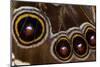 Blue Morpho Butterfly wings closed and macro showing eye spots-Darrell Gulin-Mounted Photographic Print