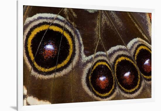 Blue Morpho Butterfly wings closed and macro showing eye spots-Darrell Gulin-Framed Photographic Print