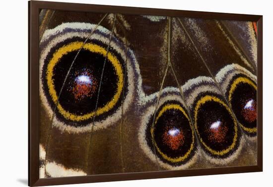 Blue Morpho Butterfly wings closed and macro showing eye spots-Darrell Gulin-Framed Photographic Print