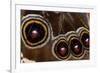 Blue Morpho Butterfly wings closed and macro showing eye spots-Darrell Gulin-Framed Premium Photographic Print