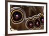 Blue Morpho Butterfly wings closed and macro showing eye spots-Darrell Gulin-Framed Premium Photographic Print