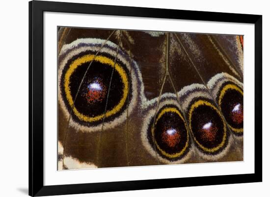 Blue Morpho Butterfly wings closed and macro showing eye spots-Darrell Gulin-Framed Premium Photographic Print