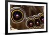 Blue Morpho Butterfly wings closed and macro showing eye spots-Darrell Gulin-Framed Premium Photographic Print