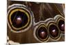 Blue Morpho Butterfly wings closed and macro showing eye spots-Darrell Gulin-Mounted Premium Photographic Print