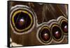 Blue Morpho Butterfly wings closed and macro showing eye spots-Darrell Gulin-Framed Stretched Canvas