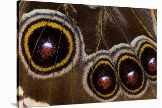 Blue Morpho Butterfly wings closed and macro showing eye spots-Darrell Gulin-Stretched Canvas