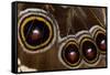 Blue Morpho Butterfly wings closed and macro showing eye spots-Darrell Gulin-Framed Stretched Canvas