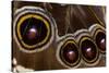 Blue Morpho Butterfly wings closed and macro showing eye spots-Darrell Gulin-Stretched Canvas