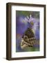 Blue Morpho Butterfly wings closed-Darrell Gulin-Framed Photographic Print