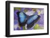 Blue morpho butterfly with reflection with Dutch iris-Darrell Gulin-Framed Photographic Print