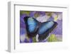 Blue morpho butterfly with reflection with Dutch iris-Darrell Gulin-Framed Photographic Print