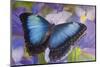 Blue morpho butterfly with reflection with Dutch iris-Darrell Gulin-Mounted Photographic Print