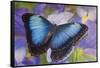 Blue morpho butterfly with reflection with Dutch iris-Darrell Gulin-Framed Stretched Canvas