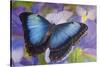 Blue morpho butterfly with reflection with Dutch iris-Darrell Gulin-Stretched Canvas