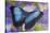 Blue morpho butterfly with reflection with Dutch iris-Darrell Gulin-Stretched Canvas