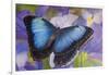 Blue morpho butterfly with reflection with Dutch iris-Darrell Gulin-Framed Photographic Print