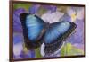 Blue morpho butterfly with reflection with Dutch iris-Darrell Gulin-Framed Photographic Print