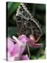 Blue Morpho Butterfly-Adam Jones-Stretched Canvas