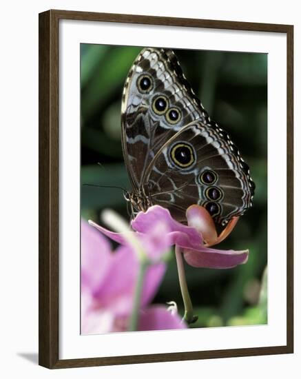 Blue Morpho Butterfly-Adam Jones-Framed Photographic Print