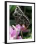 Blue Morpho Butterfly-Adam Jones-Framed Photographic Print