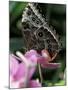 Blue Morpho Butterfly-Adam Jones-Mounted Photographic Print