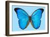 Blue Morpho Butterfly-Dr. Keith Wheeler-Framed Premium Photographic Print