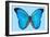 Blue Morpho Butterfly-Dr. Keith Wheeler-Framed Premium Photographic Print