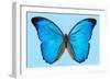 Blue Morpho Butterfly-Dr. Keith Wheeler-Framed Premium Photographic Print