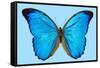 Blue Morpho Butterfly-Dr. Keith Wheeler-Framed Stretched Canvas