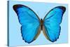 Blue Morpho Butterfly-Dr. Keith Wheeler-Stretched Canvas