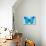 Blue Morpho Butterfly-Dr. Keith Wheeler-Photographic Print displayed on a wall