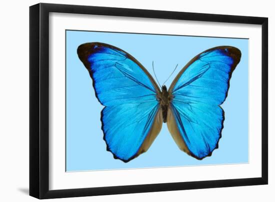 Blue Morpho Butterfly-Dr. Keith Wheeler-Framed Photographic Print