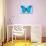 Blue Morpho Butterfly-Dr. Keith Wheeler-Photographic Print displayed on a wall