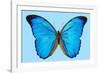 Blue Morpho Butterfly-Dr. Keith Wheeler-Framed Photographic Print