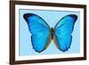 Blue Morpho Butterfly-Dr. Keith Wheeler-Framed Photographic Print