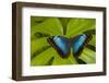 Blue Morpho Butterfly-Darrell Gulin-Framed Photographic Print