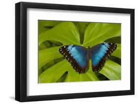 Blue Morpho Butterfly-Darrell Gulin-Framed Photographic Print