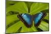 Blue Morpho Butterfly-Darrell Gulin-Mounted Photographic Print