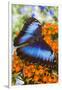 Blue Morpho Butterfly-Darrell Gulin-Framed Photographic Print