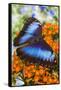 Blue Morpho Butterfly-Darrell Gulin-Framed Stretched Canvas