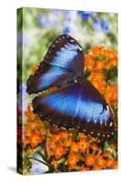 Blue Morpho Butterfly-Darrell Gulin-Stretched Canvas