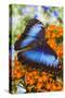 Blue Morpho Butterfly-Darrell Gulin-Stretched Canvas